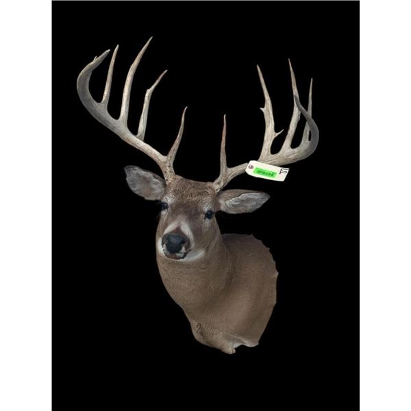 *New* Boone and Crockett 180" Scored Typical 12-Point WHITETAIL DEER Shoulder Mount *Real Antlers*