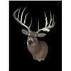 Image 1 : *New* Boone and Crockett 180" Scored Typical 12-Point WHITETAIL DEER Shoulder Mount *Real Antlers*