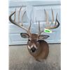 Image 2 : *New* Boone and Crockett 180" Scored Typical 12-Point WHITETAIL DEER Shoulder Mount *Real Antlers*