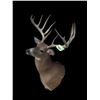Image 3 : *New* Boone and Crockett 180" Scored Typical 12-Point WHITETAIL DEER Shoulder Mount *Real Antlers*