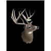 Image 4 : *New* Boone and Crockett 180" Scored Typical 12-Point WHITETAIL DEER Shoulder Mount *Real Antlers*