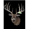 Image 5 : *New* Boone and Crockett 180" Scored Typical 12-Point WHITETAIL DEER Shoulder Mount *Real Antlers*