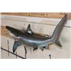 Image 3 : Reproduction SAND TIGER SHARK Mount
