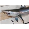 Image 5 : Reproduction SAND TIGER SHARK Mount