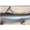 Image 6 : Reproduction SAND TIGER SHARK Mount
