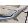 Image 7 : Reproduction SAND TIGER SHARK Mount