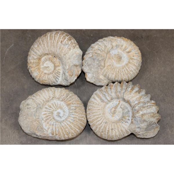 (4) AMMONITE FOSSIL Specimens from Morocco (ONE$)