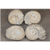 Image 1 : (4) AMMONITE FOSSIL Specimens from Morocco (ONE$)