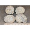 Image 2 : (4) AMMONITE FOSSIL Specimens from Morocco (ONE$)