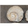 Image 3 : (4) AMMONITE FOSSIL Specimens from Morocco (ONE$)
