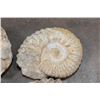 Image 4 : (4) AMMONITE FOSSIL Specimens from Morocco (ONE$)