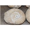 Image 5 : (4) AMMONITE FOSSIL Specimens from Morocco (ONE$)