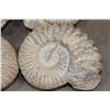 Image 6 : (4) AMMONITE FOSSIL Specimens from Morocco (ONE$)