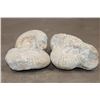 Image 7 : (4) AMMONITE FOSSIL Specimens from Morocco (ONE$)