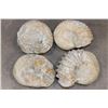 Image 8 : (4) AMMONITE FOSSIL Specimens from Morocco (ONE$)