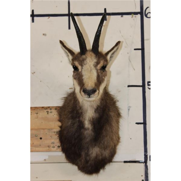 CHAMOIS Shoulder Mount