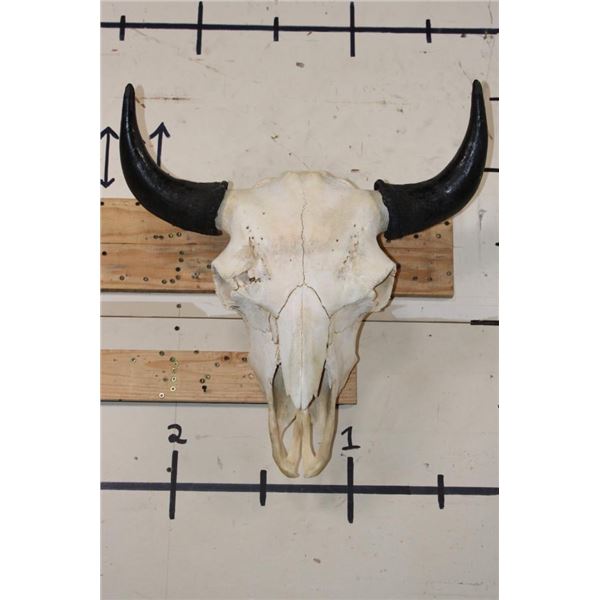 BISON or BUFFALO Skull with All its Teeth and Big Horns