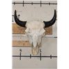 Image 1 : BISON or BUFFALO Skull with All its Teeth and Big Horns