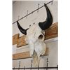 Image 2 : BISON or BUFFALO Skull with All its Teeth and Big Horns