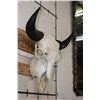 Image 3 : BISON or BUFFALO Skull with All its Teeth and Big Horns