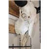 Image 4 : BISON or BUFFALO Skull with All its Teeth and Big Horns