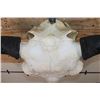 Image 8 : BISON or BUFFALO Skull with All its Teeth and Big Horns