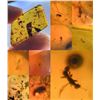 Image 2 : (10) Pieces of Authentic Myanmar AMBER Fossil Insect and Plant Specimens, Weight: 11.9 g (ONE$)