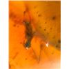 Image 5 : (10) Pieces of Authentic Myanmar AMBER Fossil Insect and Plant Specimens, Weight: 11.9 g (ONE$)