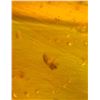 Image 7 : (10) Pieces of Authentic Myanmar AMBER Fossil Insect and Plant Specimens, Weight: 11.9 g (ONE$)