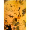 Image 9 : (10) Pieces of Authentic Myanmar AMBER Fossil Insect and Plant Specimens, Weight: 11.9 g (ONE$)