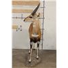 Image 10 : Life-sized WESTERN BUSHBUCK on light-weight Foam Base