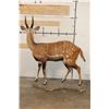 Image 11 : Life-sized WESTERN BUSHBUCK on light-weight Foam Base