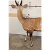 Image 12 : Life-sized WESTERN BUSHBUCK on light-weight Foam Base