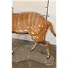Image 13 : Life-sized WESTERN BUSHBUCK on light-weight Foam Base