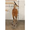 Image 14 : Life-sized WESTERN BUSHBUCK on light-weight Foam Base
