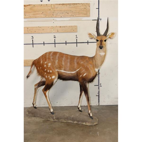 Life-sized WESTERN BUSHBUCK on light-weight Foam Base