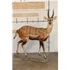 Image 1 : Life-sized WESTERN BUSHBUCK on light-weight Foam Base