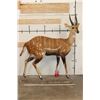 Image 2 : Life-sized WESTERN BUSHBUCK on light-weight Foam Base
