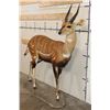 Image 3 : Life-sized WESTERN BUSHBUCK on light-weight Foam Base