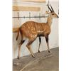 Image 4 : Life-sized WESTERN BUSHBUCK on light-weight Foam Base