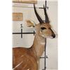 Image 5 : Life-sized WESTERN BUSHBUCK on light-weight Foam Base