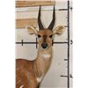 Image 6 : Life-sized WESTERN BUSHBUCK on light-weight Foam Base