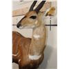 Image 7 : Life-sized WESTERN BUSHBUCK on light-weight Foam Base