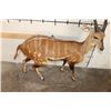 Image 9 : Life-sized WESTERN BUSHBUCK on light-weight Foam Base
