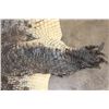 Image 10 : Big CROCODILE Hide Rug with a Felt and its Mounted Head