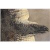 Image 11 : Big CROCODILE Hide Rug with a Felt and its Mounted Head