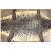Image 12 : Big CROCODILE Hide Rug with a Felt and its Mounted Head