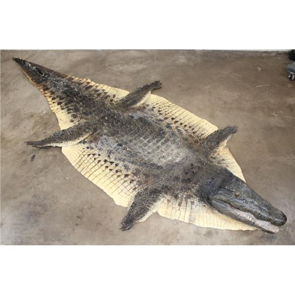 Big CROCODILE Hide Rug with a Felt and its Mounted Head