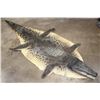 Image 1 : Big CROCODILE Hide Rug with a Felt and its Mounted Head