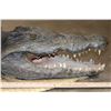 Image 5 : Big CROCODILE Hide Rug with a Felt and its Mounted Head
